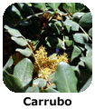 Carrubo